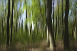 European Beech Landscape Prints: Deciduous forest with copper beech (Fagus silvatica)