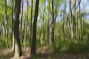 Long Exposure Photography Europe Prints: Deciduous forest with copper beech (Fagus silvatica)