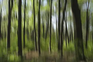 European Beech Landscape Prints: Deciduous forest with copper beech (Fagus silvatica)