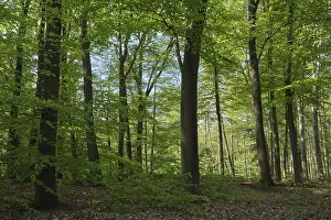 Copper Beeches Prints: Deciduous forest with copper beeches (Fagus silvatica)