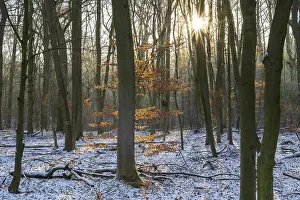 Backlit Deciduous Trees Prints: Deciduous forest with snow against light