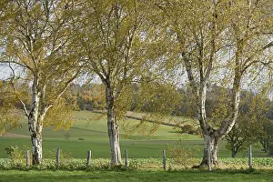 Birch Tree Prints: Deciduous tree, birch (Betula)
