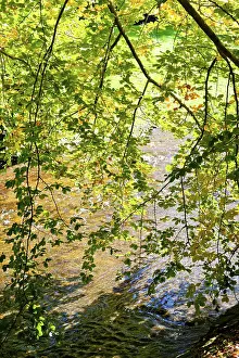 German Flora Botany Prints: Deciduous tree above the Oos river