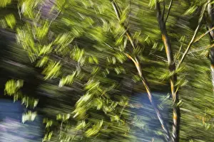 Severe Weather In Germany Prints: Deciduous tree during storm, intended camera movement