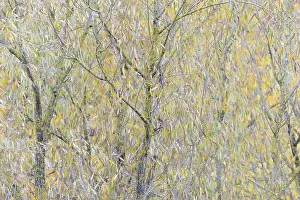 German Waterfront Scene Prints: Deciduous tree, willow (Salix)