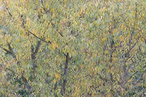 Autumn Atmosphere Prints: Deciduous tree, willow (Salix)