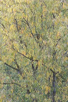 Moselle River Germany Prints: Deciduous tree, willow (Salix)