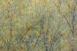 Autumn Leaf Colors Prints: Deciduous tree, willow (Salix)
