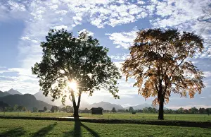 Deciduous Tree Photography Prints: Deciduous trees in backlight, Bavaria, Germany