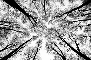 Black And White Tree Photos Prints: Deciduous trees in black and white