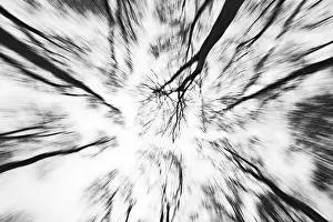 Deserted Deciduous Tree Europe Prints: Deciduous trees in black and white