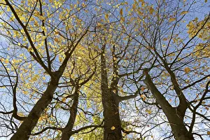 European Beech Forests Prints: Deciduous trees, copper beech (Fagus sylvatica)