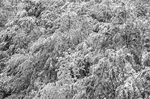 Upper Austria Landscape Prints: Deciduous trees covered with snow