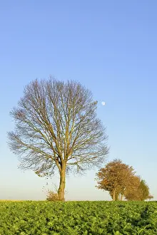 Field Path Germany Prints: Deciduous trees on a field path in autumn