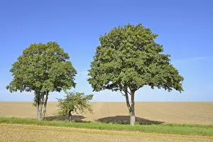 Country Lane Photography Prints: Deciduous trees, maple (Acer) and an apple tree (Malus) on a field path