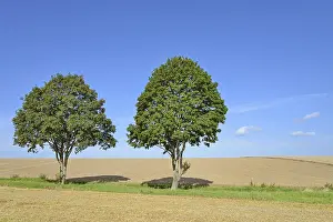 Maple Tree Prints: Deciduous trees, maple (Acer) on a field path