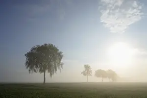 Foggy Atmosphere Prints: Deciduous trees in the mist in sunshine