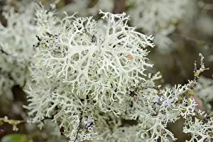 Moselle River Germany Prints: Deciduous trees overgrown with lichens