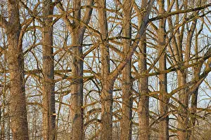 Morning Sun Germany Prints: Deciduous trees, poplar (Populus)