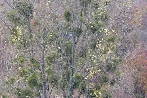 Poplar Tree Prints: Deciduous trees, poplar (Populus)
