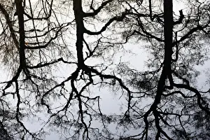Water Surface Reflections Europe Prints: Deciduous trees reflected on the water surface