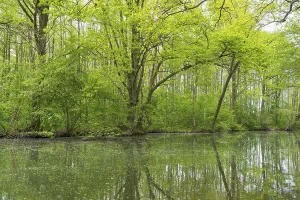 Deciduous Forest Prints: Deciduous trees with reflections on Lake Muritz