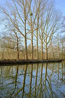 Deserted River Bank Prints: Deciduous trees on the shore, reflection on the water surface