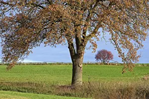 Autumn Atmosphere Europe Prints: Deciduous trees, soltary trees