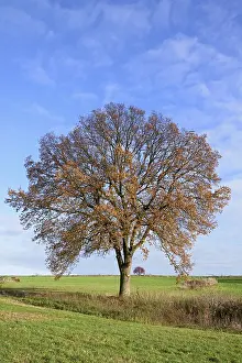 Deciduous Tree With Red Fruit Prints: Deciduous trees, soltary trees