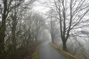Winter Tree Landscape Prints: Deciduous trees by the wayside