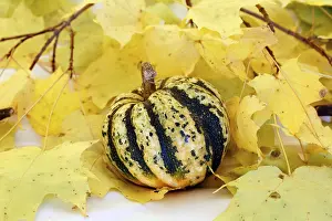 Autumn Color Prints: Decorative gourd