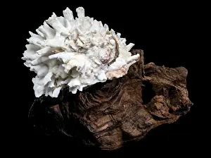 Dark Driftwood Background Prints: Decorative white seashell, featuring a beautiful and complex texture