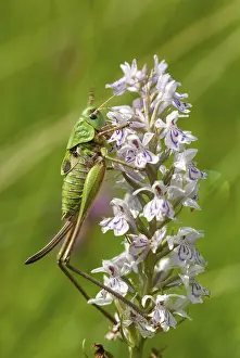 Pterygote Insect Fauna Prints: Decticus verrucivorus, grasshoppers