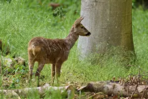 Springtime Nature Scene Prints: A deer stands in the greenery next to a tree