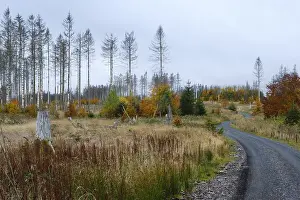 Harz National Park Germany Prints: Deforested area and bare spruces