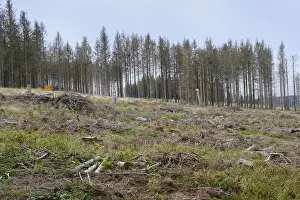 German Federal Republic Nature Reserve Prints: Deforested area and bare spruces