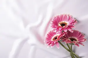 Images Dated 21st April 2024: Delicate Festive Background Print - Romantic Floral Design