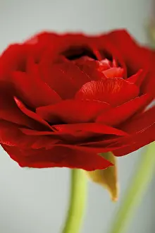Deserted Flower Shop Prints: Delicate red ranunculus, Bl