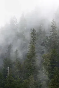 Dense Forest Landscape Prints: Dense forest on mountain slopes