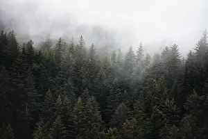 Misty Mood Landscapes Prints: Dense forest on mountain slopes