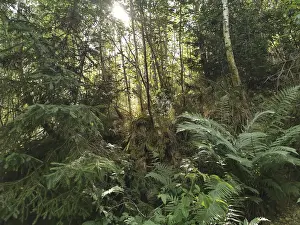 Fern Plant Photography Prints: Dense forest with sunlight shining through the trees