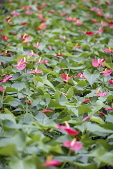Ornamental Garden Prints: A dense patch of Anthurium andraeanum