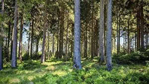 Southern Germany Hiking Trails Prints: Dense rows of trees in a quiet forest