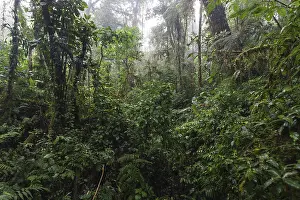 South American Rainforest Landscape Prints: Dense vegetation in cloud forest