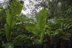 Uninhabited Nature Preserve Prints: Dense vegetation in cloud forest