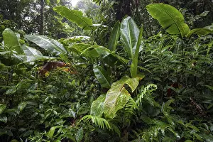 Cloud Forest Vegetation Prints: Dense vegetation in cloud forest