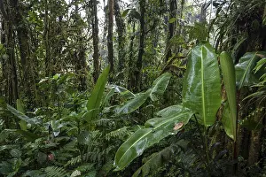 Cloud Forest Vegetation Prints: Dense vegetation in cloud forest