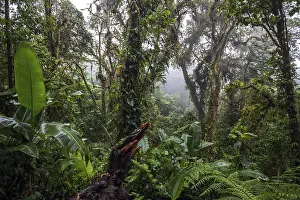 South American Wilderness Prints: Dense vegetation in cloud forest