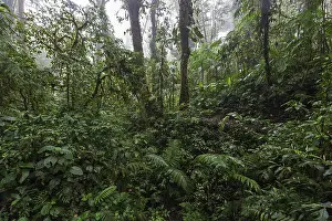 South American Rainforest Landscape Prints: Dense vegetation in cloud forest