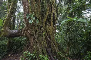 Dense Tropical Vegetation Prints: Dense vegetation in cloud forest